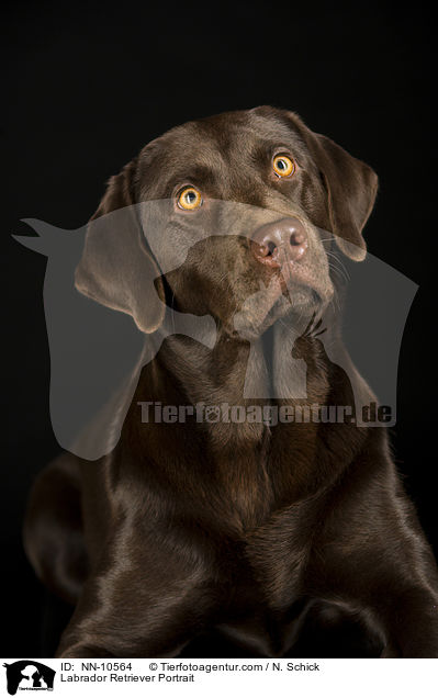 Labrador Retriever Portrait / NN-10564