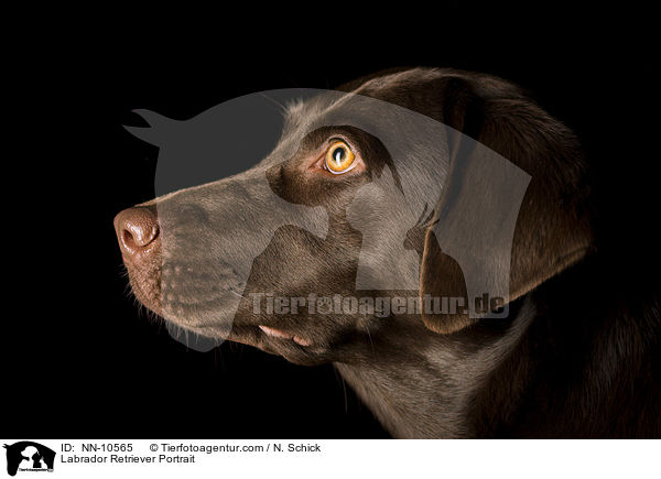 Labrador Retriever Portrait / NN-10565
