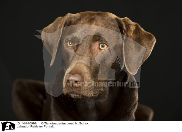 Labrador Retriever Portrait / NN-10999