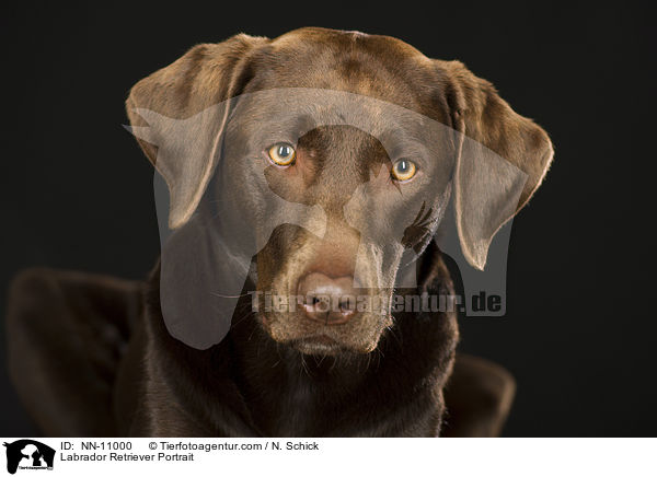 Labrador Retriever Portrait / NN-11000
