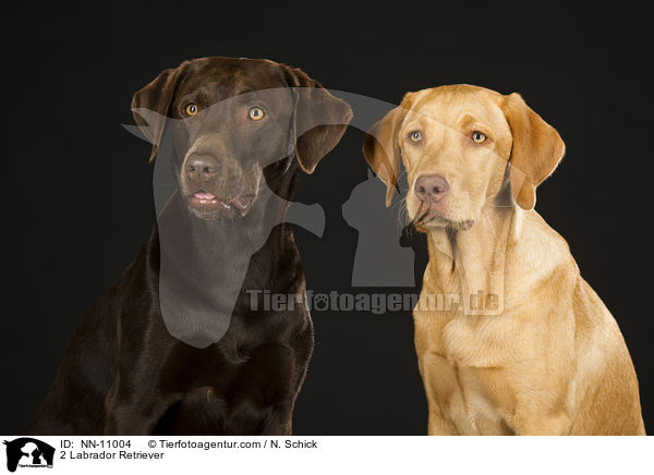 2 Labrador Retriever / NN-11004