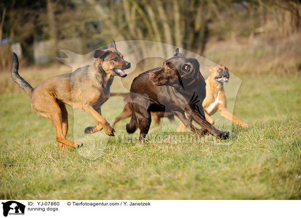 running dogs / YJ-07860