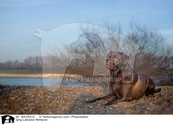 lying Labrador Retriever / BS-05412