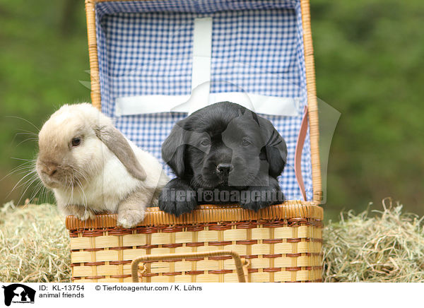 animal friends / KL-13754