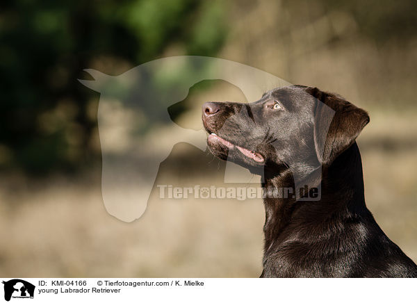 young Labrador Retriever / KMI-04166
