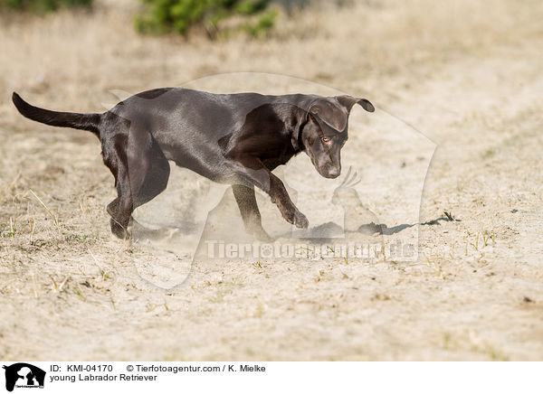 young Labrador Retriever / KMI-04170