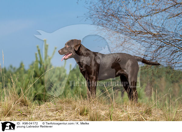 young Labrador Retriever / KMI-04172