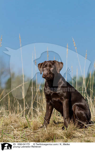 young Labrador Retriever / KMI-04175