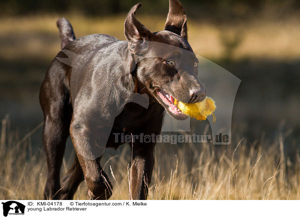 young Labrador Retriever / KMI-04178