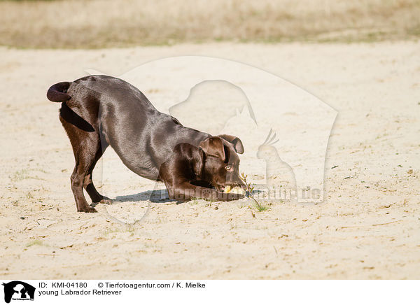 young Labrador Retriever / KMI-04180
