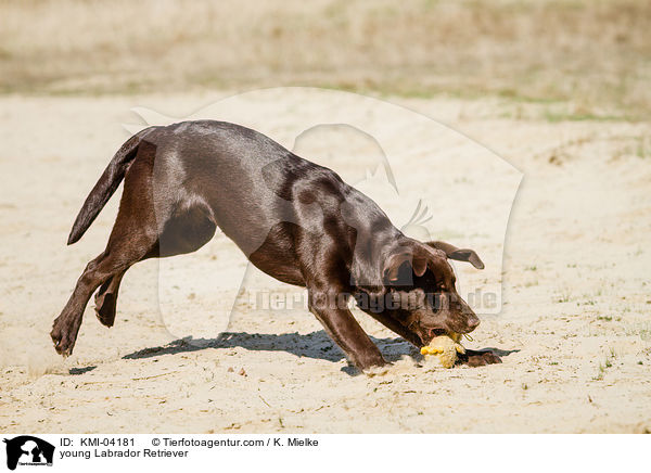 young Labrador Retriever / KMI-04181