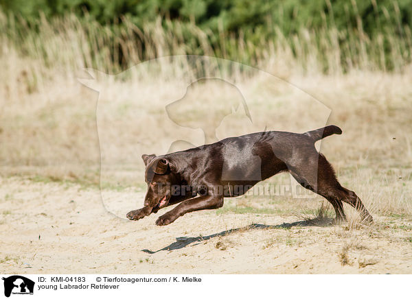 young Labrador Retriever / KMI-04183