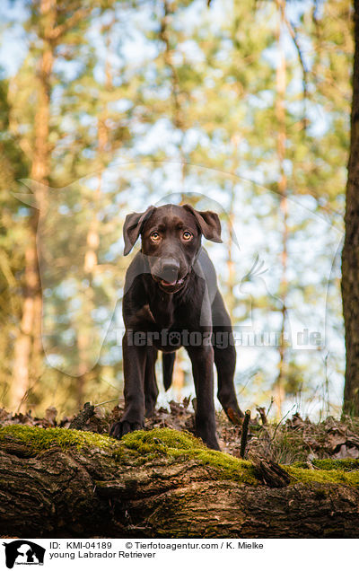 young Labrador Retriever / KMI-04189
