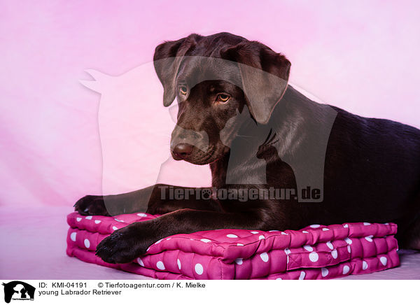young Labrador Retriever / KMI-04191