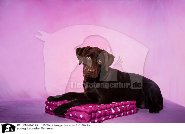 young Labrador Retriever / KMI-04192