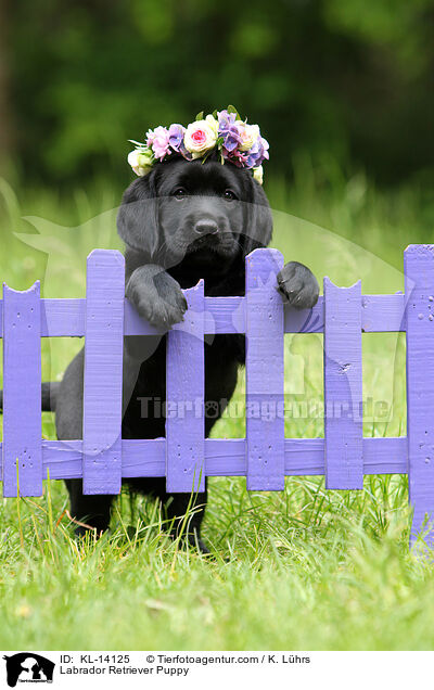 Labrador Retriever Puppy / KL-14125