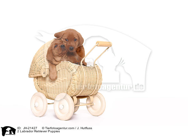 2 Labrador Retriever Welpen / 2 Labrador Retriever Puppies / JH-21427