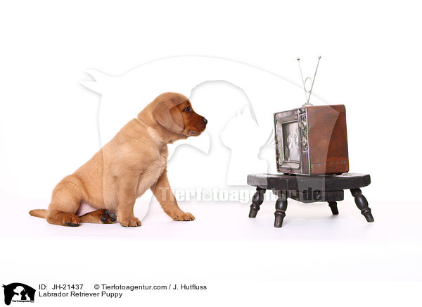 Labrador Retriever Welpe / Labrador Retriever Puppy / JH-21437