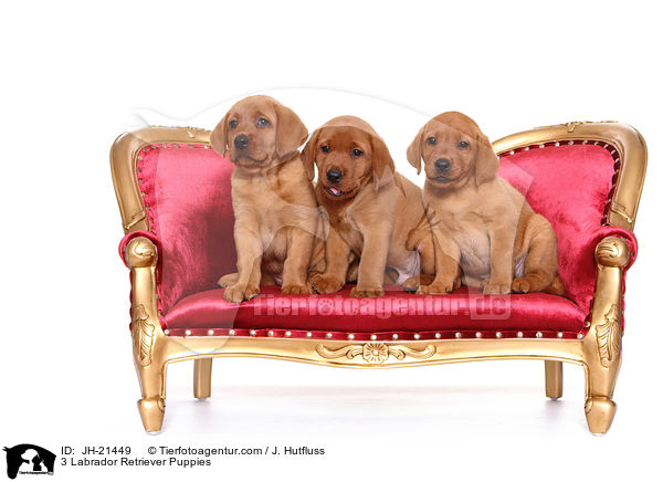 3 Labrador Retriever Puppies / JH-21449