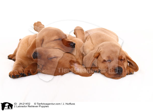2 Labrador Retriever Welpen / 2 Labrador Retriever Puppies / JH-21452