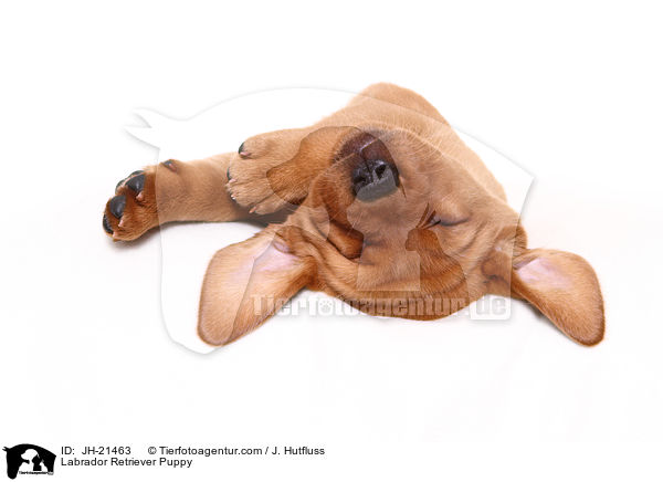 Labrador Retriever Welpe / Labrador Retriever Puppy / JH-21463