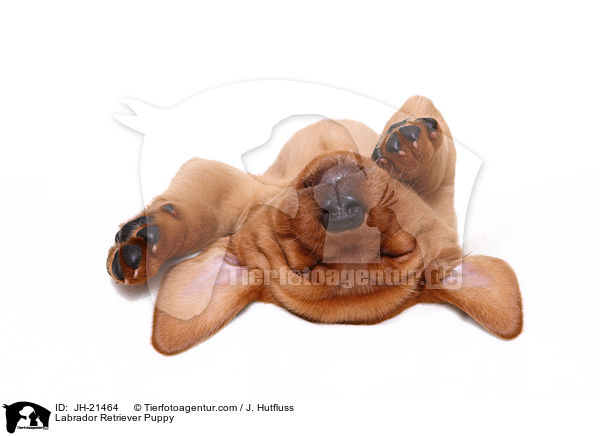 Labrador Retriever Puppy / JH-21464