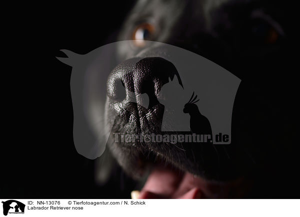 Labrador Retriever nose / NN-13076