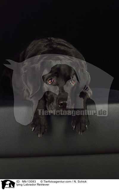 lying Labrador Retriever / NN-13083