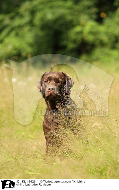 sitting Labrador Retriever / KL-14426