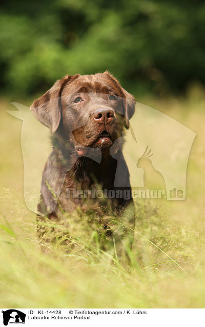 Labrador Retriever Portrait / KL-14428