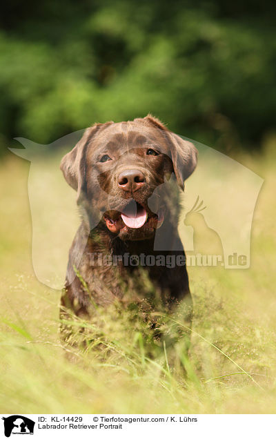 Labrador Retriever Portrait / KL-14429