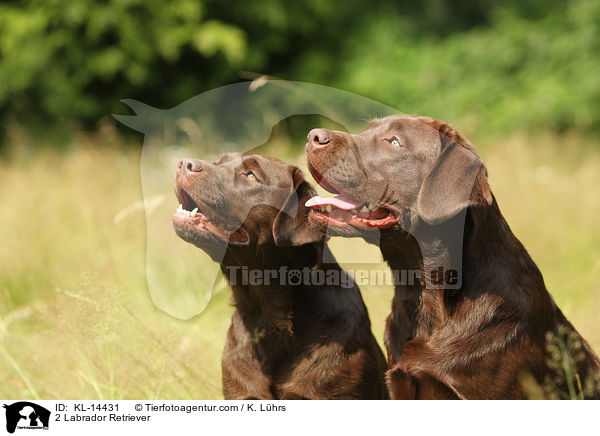 2 Labrador Retriever / KL-14431