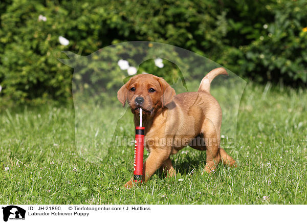 Labrador Retriever Puppy / JH-21890