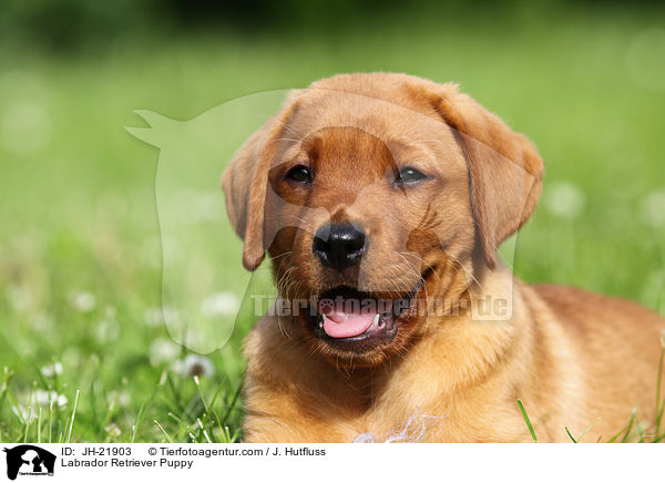 Labrador Retriever Puppy / JH-21903