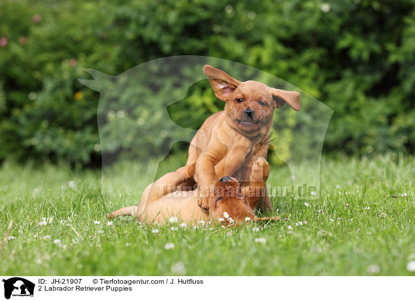 2 Labrador Retriever Puppies / JH-21907