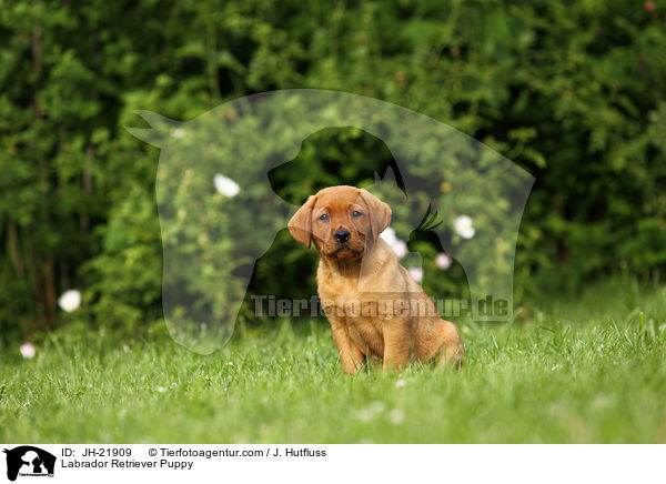 Labrador Retriever Puppy / JH-21909