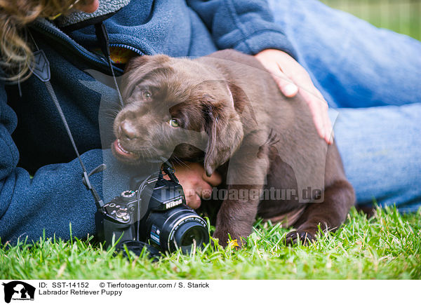 Labrador Retriever Puppy / SST-14152