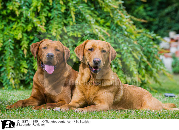 2 Labrador Retriever / SST-14155