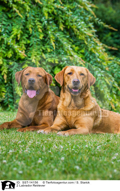 2 Labrador Retriever / SST-14156
