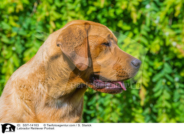 Labrador Retriever Portrait / SST-14163
