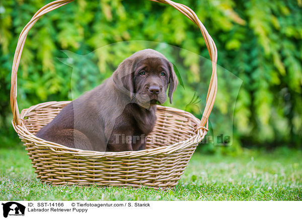 Labrador Retriever Puppy / SST-14166