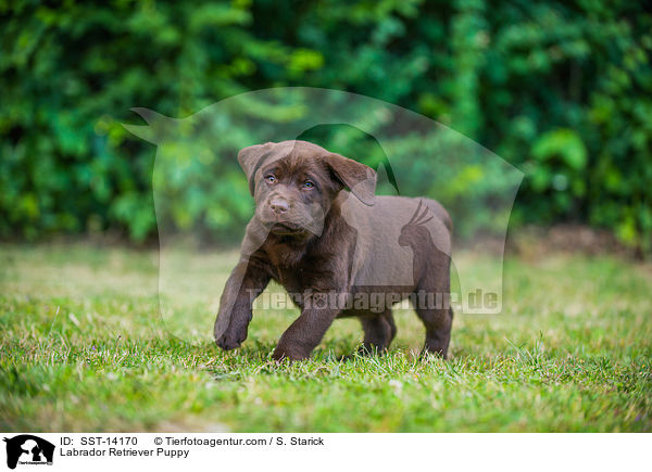 Labrador Retriever Puppy / SST-14170