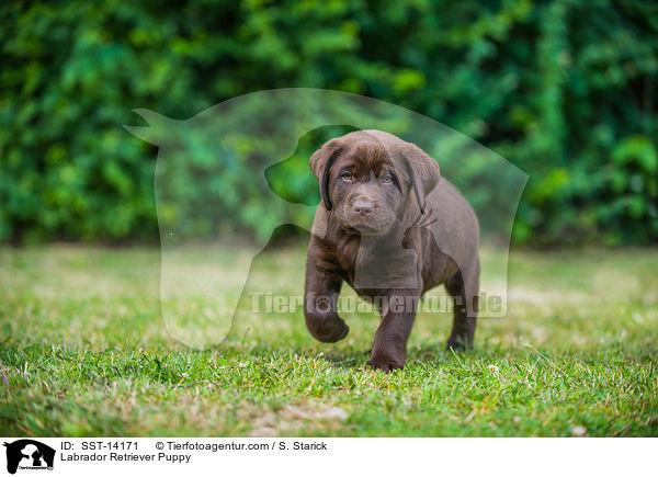 Labrador Retriever Puppy / SST-14171
