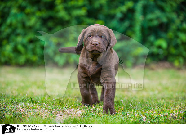 Labrador Retriever Puppy / SST-14172