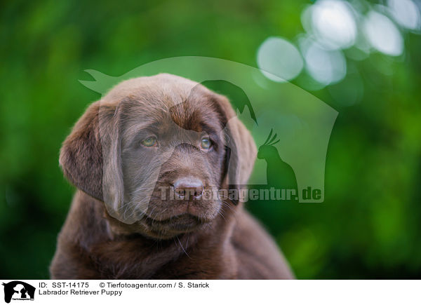 Labrador Retriever Puppy / SST-14175