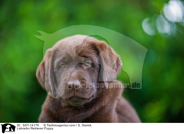 Labrador Retriever Puppy / SST-14176