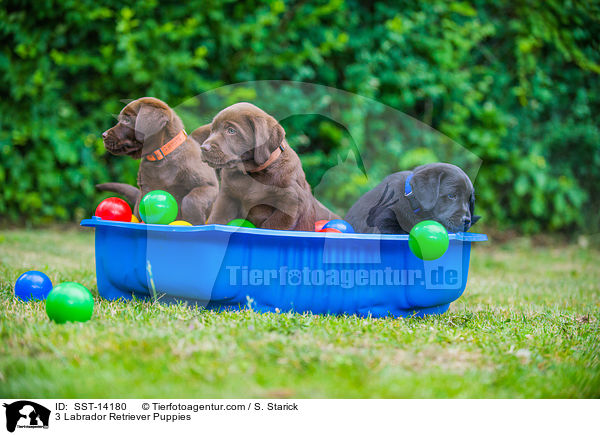 3 Labrador Retriever Puppies / SST-14180