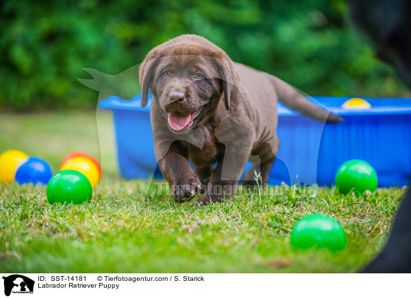 Labrador Retriever Puppy / SST-14181