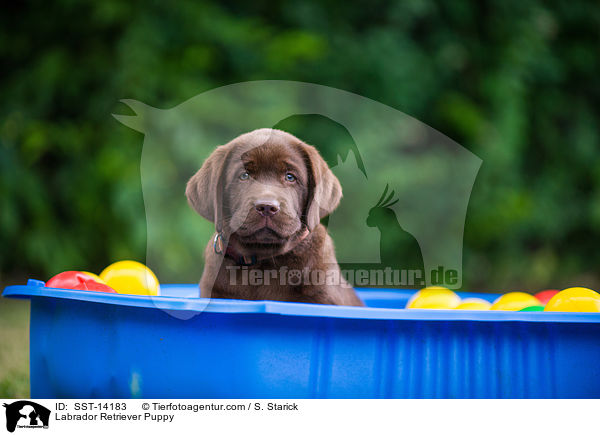 Labrador Retriever Puppy / SST-14183