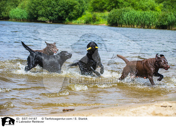 4 Labrador Retriever / SST-14187